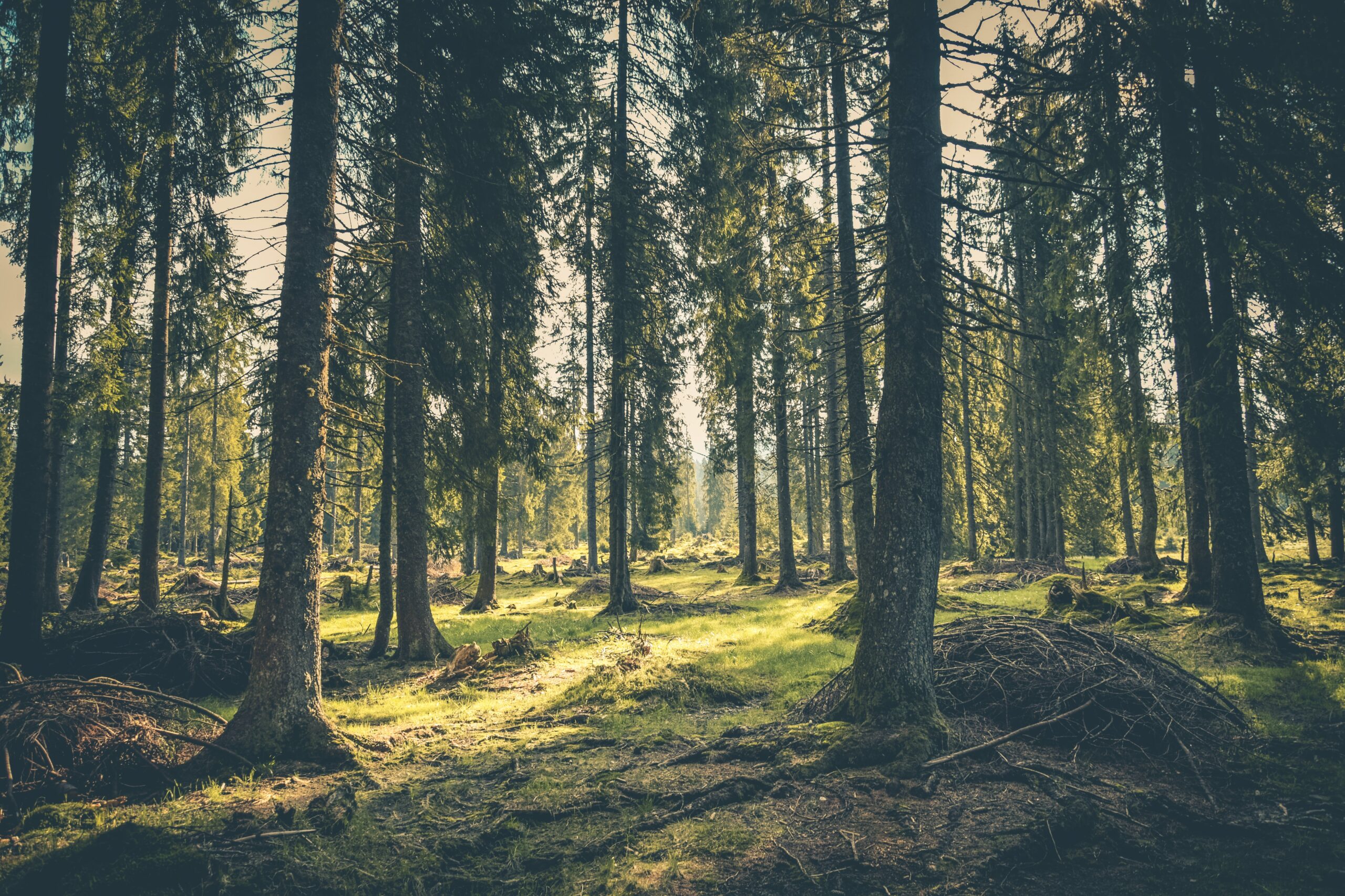 Forests Background Image