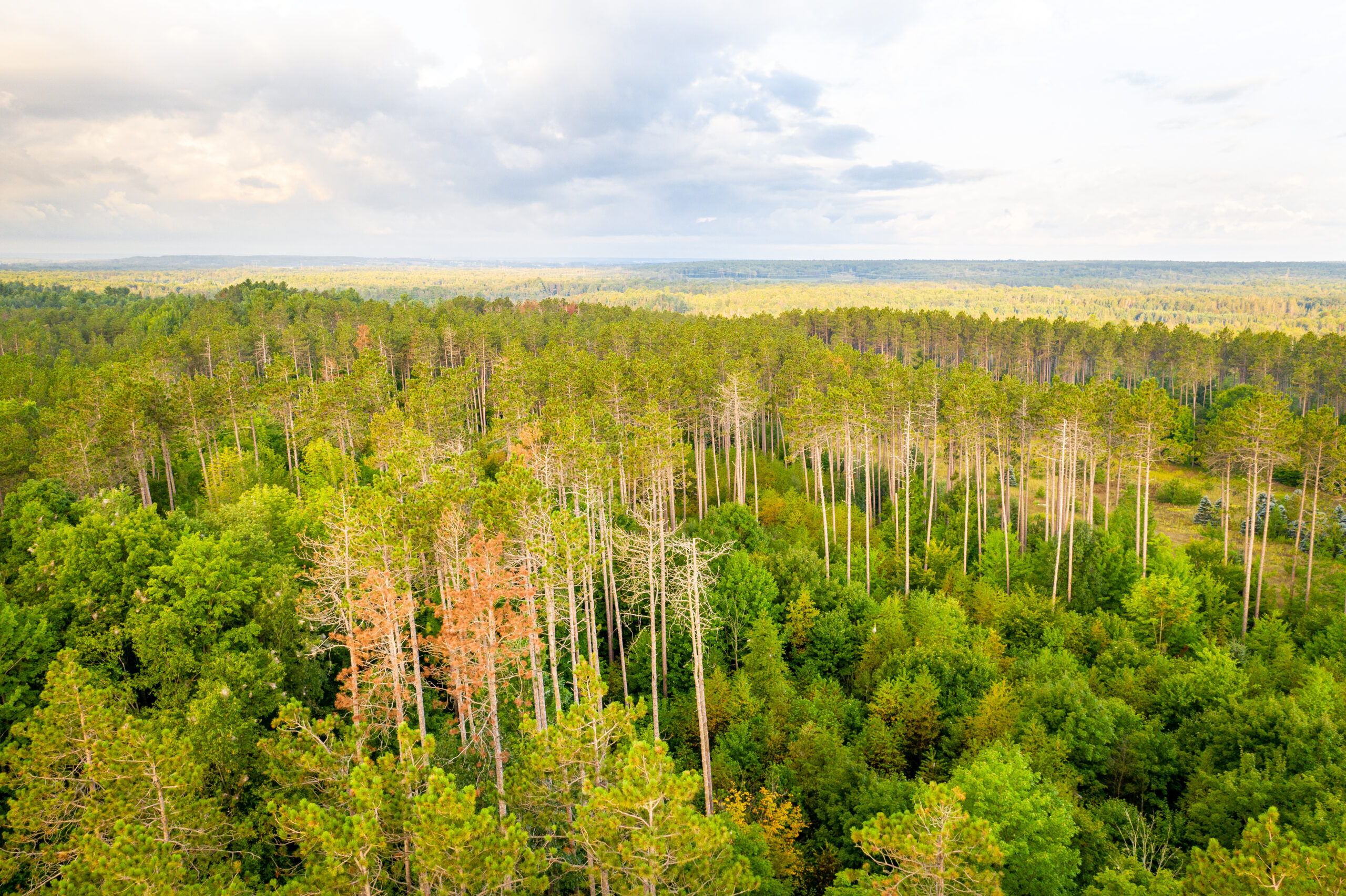 Forest Stewardship Council® Certification Background Image