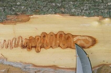 Marking in wood from emerald ash borer