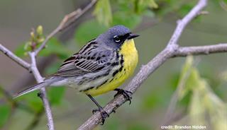 A image of a Kirtland's Warbler resting on a branch