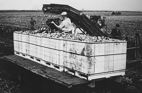 2008-56 – Potato picking in the Holland Marsh
