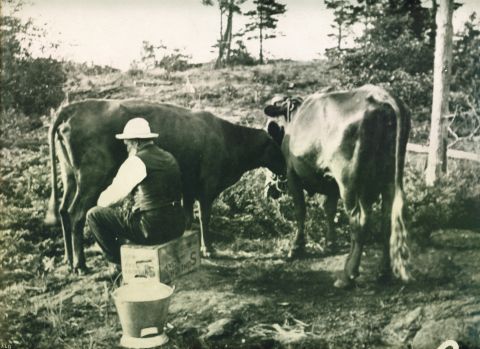 978-23 Man milking a cow, ca. 1920.