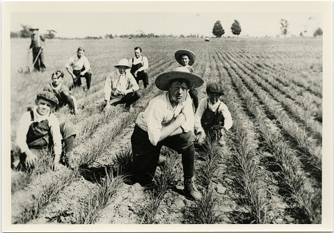 986-50 – Field of onions on the Brown Farm, near what is now Barrie's Kozlov Centre
