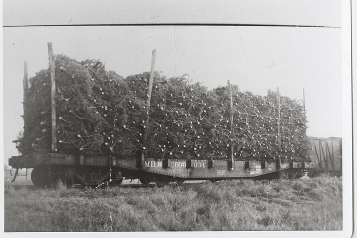 ​980-24     First Load of Christmas Trees, Shipped by rail from Barr Tract, Craighurst, 1944